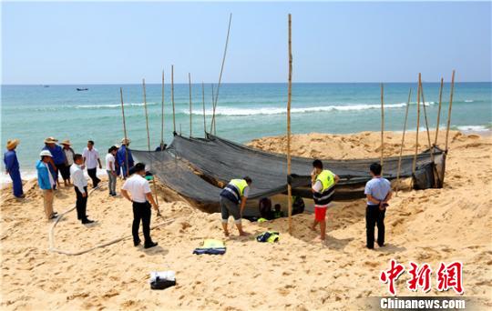 搁浅领航鲸临时救助现场。　陈思国摄
